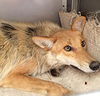 Coyotes have emerged as a growing threat in some suburban communities. Photo by Jim Horton, wildlife professional.