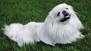 Oscar, the Silverman family’s fur-baby, is sorely missed by family and friends alike.