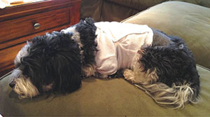 Ann Brochstein’s Samson, shown recuperating from surgery and a multi-day hospital stay.