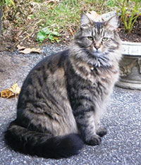 Main coon cat Lola always stayed on her property and came when called.