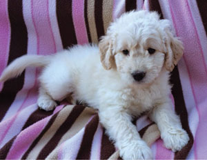 With everyone in agreement, the Frasch family recently welcomed their newest addition–Buster.