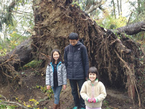 Standing next to the exposed roots of an uprooted tree, the Paskowitz children (Anna, Lyle and Kate) show, by comparison, the size of the loss of many mature trees, this one on Marcourt Drive.