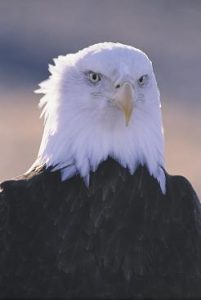 EagleFest birds 3