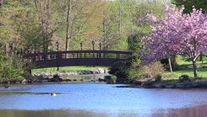 Wampus Brook Park in Spring