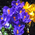 crocusses