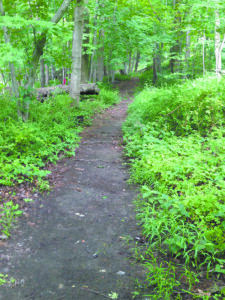 A well-trodden trail at the Betsy Sluder Preserve beckons to be walked.