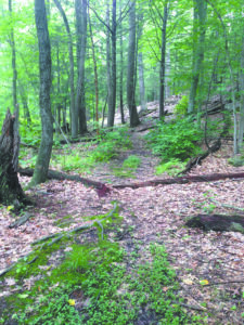 Moss-carpeted ground at the Eugene and Agnes Meyer Preserve