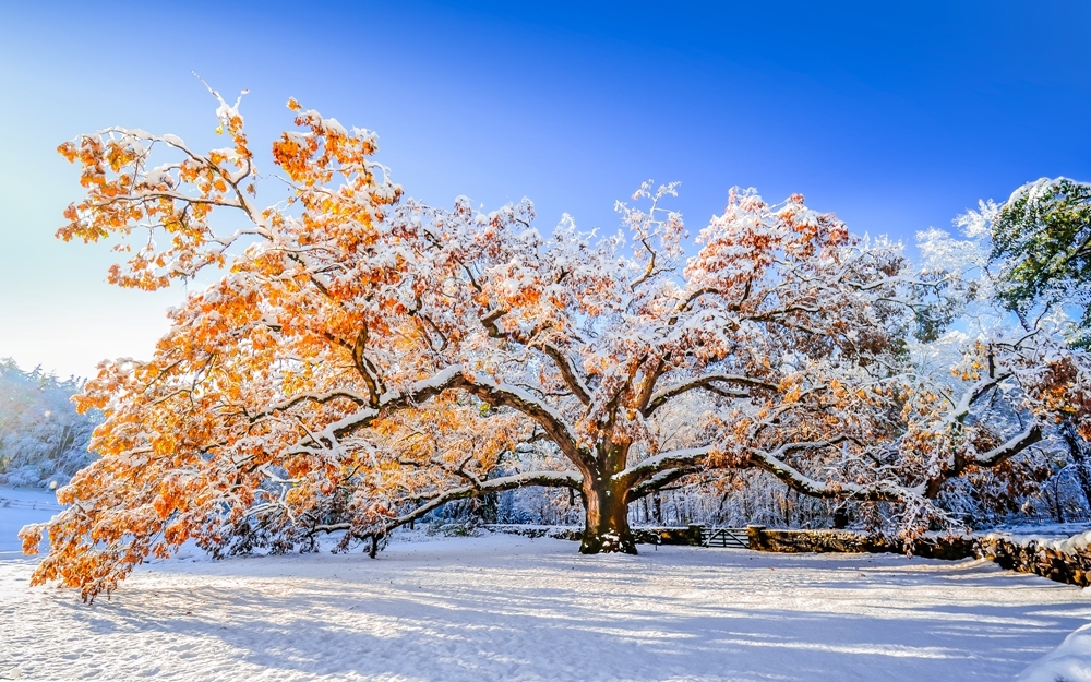 “The Bedford Oak, October 30th, 2011” by Sylvain Cote Photography, taken in Bedford, NY. This picture was taken after the famous "2011 Halloween Nor'Easter.”