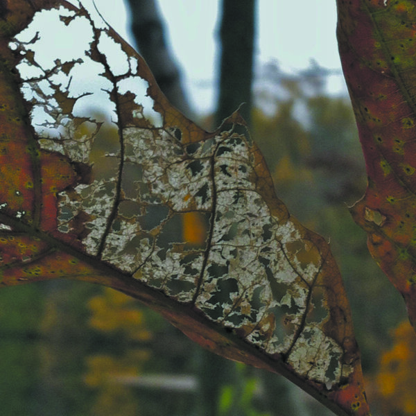 Beautiful in decay.