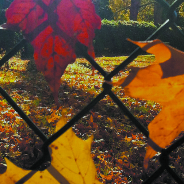 Leaves escaping. Merestead, Mount Kisco.
