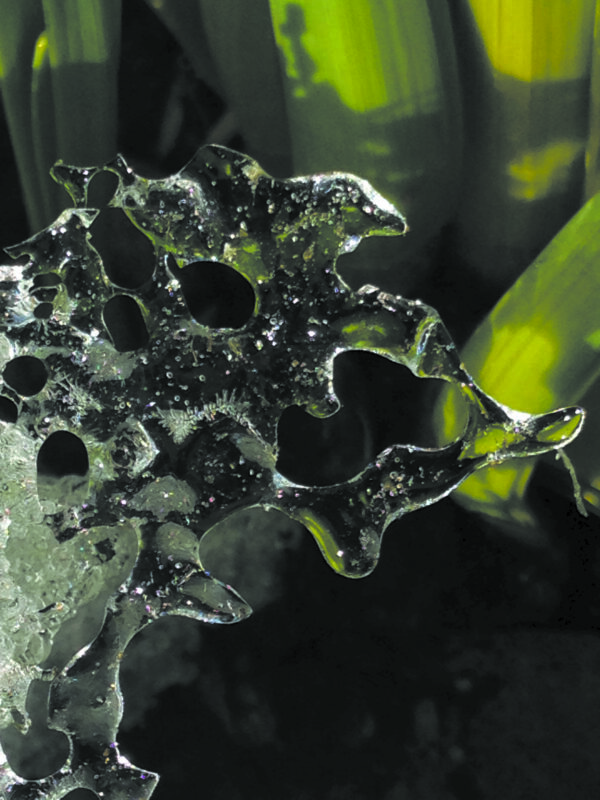 Plant on ice