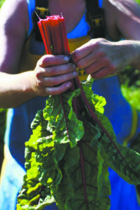 Roxbury Farm