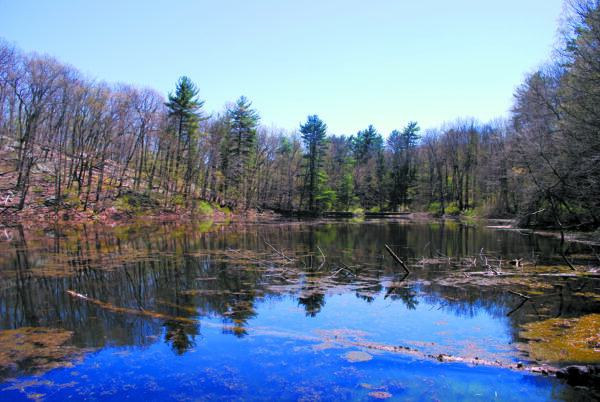 Inside Armonk June WM pond 3