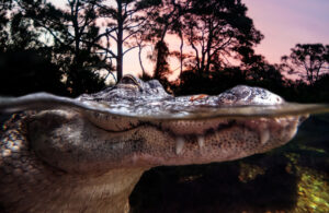 Above and below water view of an American alligator.