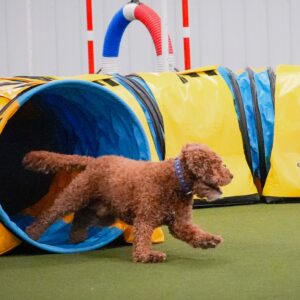 Competitive Agility with All American dog, Champ