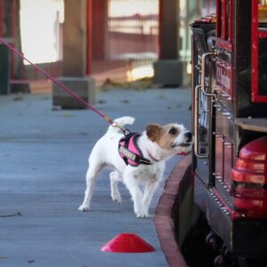 Tori in Nosework competition